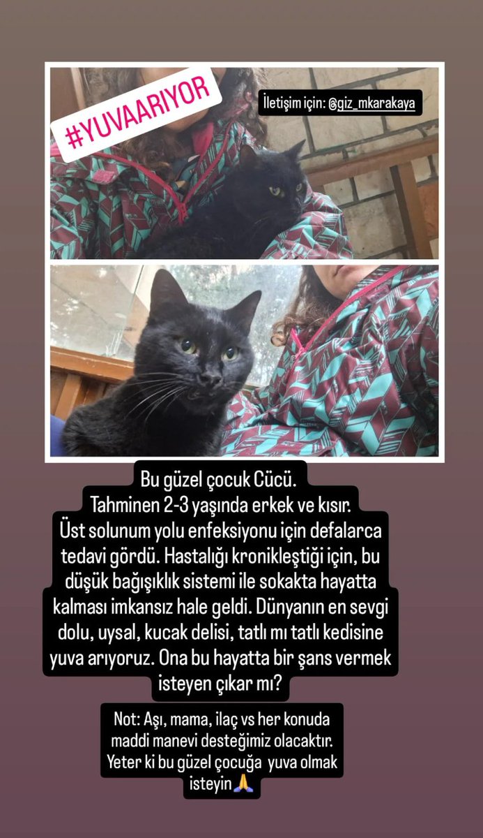 Bu yavru kronikleşmiş üst solunum yolları enfeksiyonundan muzdarip. Soğuk havalarda sıkıntısı büyüyor, şimdi olduğu gibi ölümcül hale dönebiliyor. Şu anda klinikte ve sokağa dönmesi kötü sonuçlar doğurabilir. Evde kedilerim var, alamıyorum. Yuvalandırmaya destek  rica ederim.