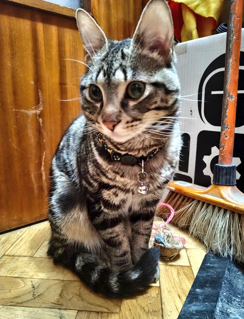 Hardcorcon's tweet photo. Hola!!
@kaku_kq se encontró ayer un gatito o gatita en la Calle asan José , de Alcorcón, tiene menos de 1 añito y no tiene chip es gris atigrado con un collar negro que tiene lunas y estrellas amarillos, por si el dueño me lee por aquí!! https://t.co/YGfcrMIZwv