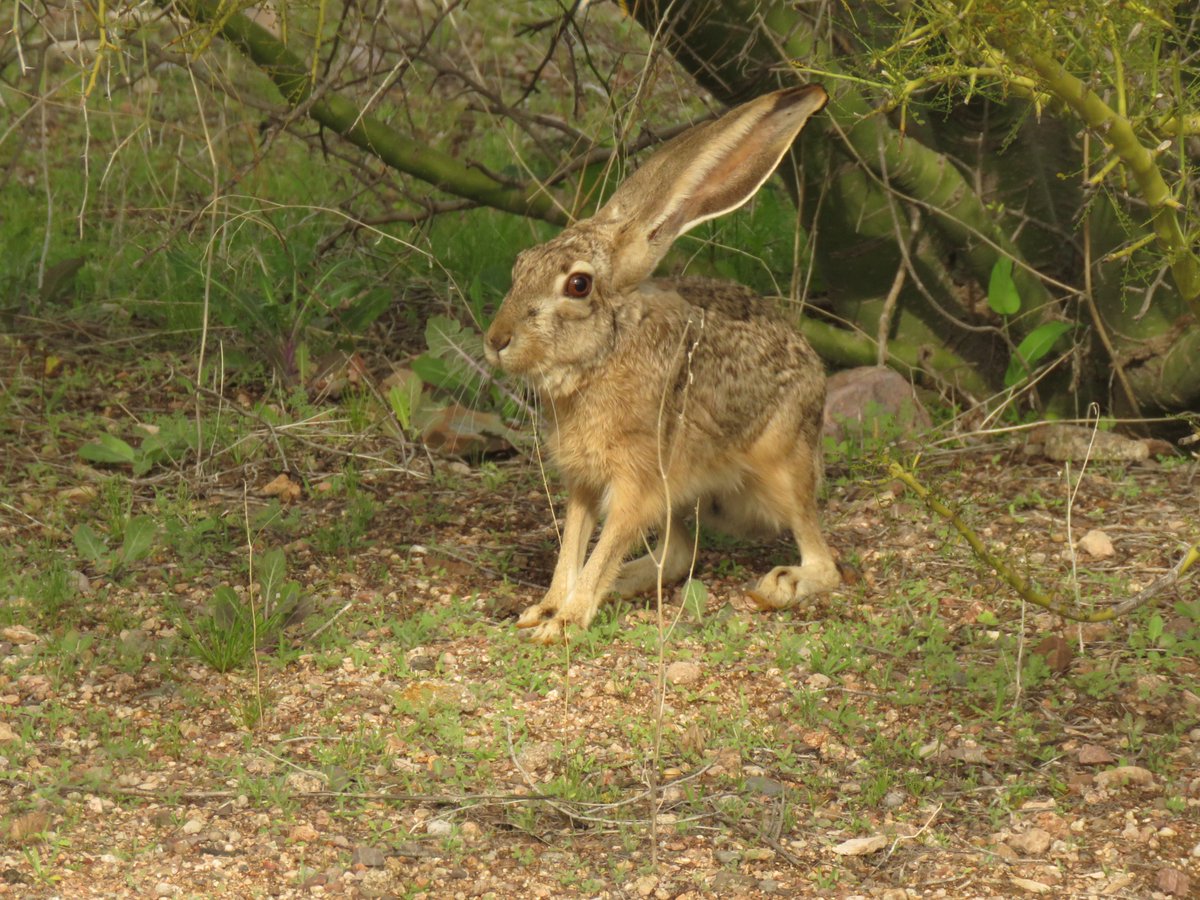 CrytzerFry's tweet photo. Some friends who live in the wash that runs through our property. The young #jackrabbit's ears perked right up after it saw me ("Phew - just her.") The #phainopepla makes such a melodic little sound (nothing like a chirp). https://t.co/9fW2035WFB