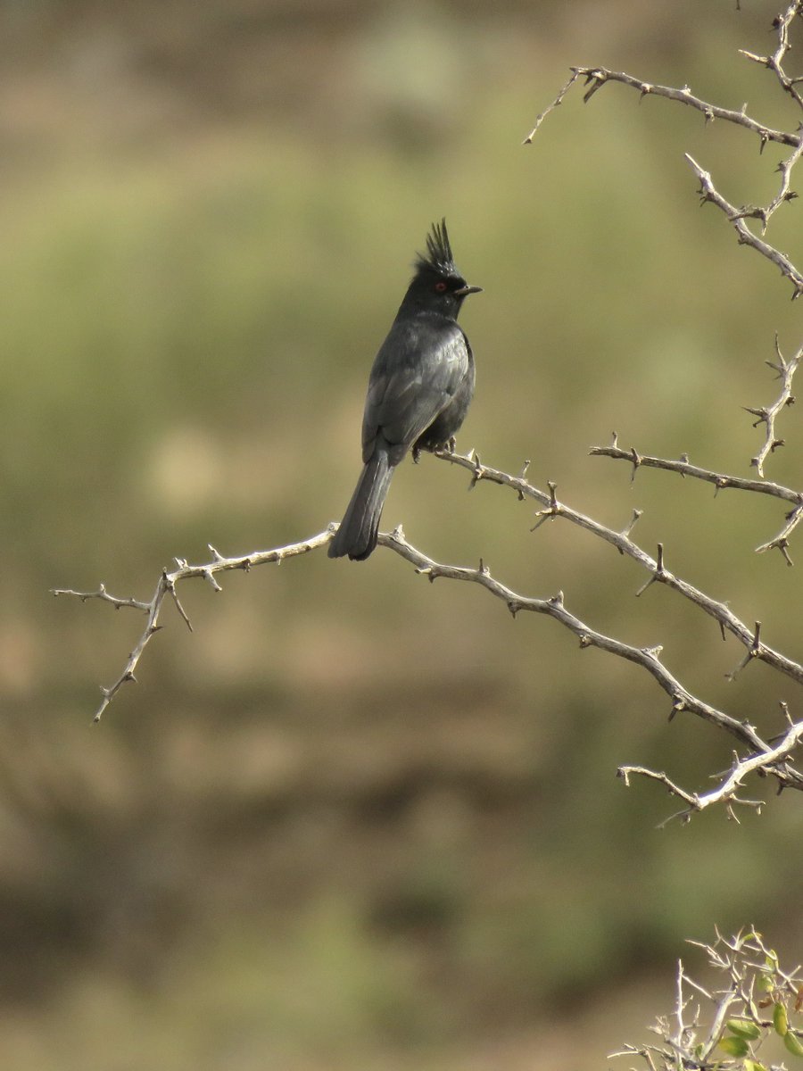 CrytzerFry's tweet photo. Some friends who live in the wash that runs through our property. The young #jackrabbit's ears perked right up after it saw me ("Phew - just her.") The #phainopepla makes such a melodic little sound (nothing like a chirp). https://t.co/9fW2035WFB