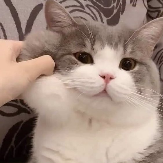 janebopper's tweet image. 🐈🫧🧁🩷💐