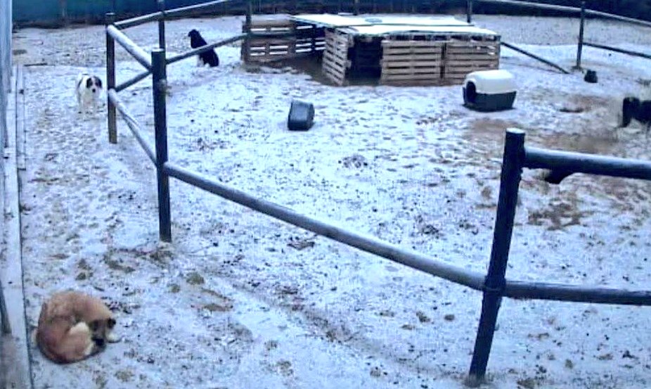 #Tordesillas   #Valladolid

🆘🆘
         ‼️Se congelan ‼️

Estos peluditos NECESITAN: 
-mantas 
-estufas de gas para la cachorrera y la enfermería. 
-dos estufas de exterior.
Y sobre todo: 
MANTAS, CAMAS, LONETAS…

Si puedes donarles: 

WASSAPP  ☎️ 665482813