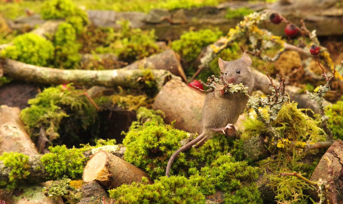 The Log Pile Mice .
These photos are very natural and as many Know. I am not a natural wildlife type of photographer so enjoy them whilst you can 📷