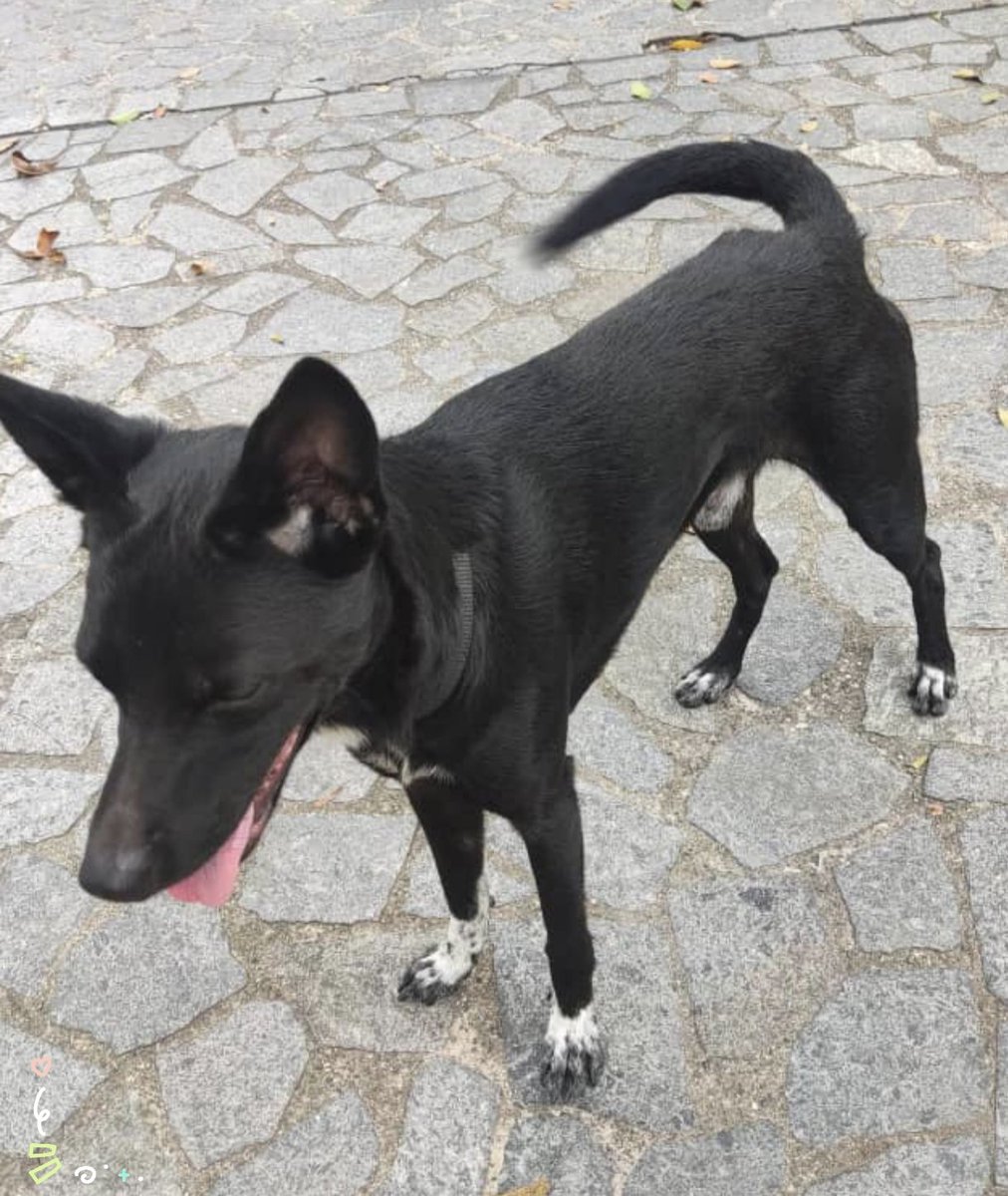 #Caracas
#AvVictoria

🚨🚨🚨SE BUSCA🚨🚨🚨
Su nombre es Rocky y se perdió en la Av Victoria.
Su familia lo busca.
Tiene una marca en la nariz y sus patitas son blancas con manchitas🐶❤️❤️❤️
Es un perrito muy dócil
Resguardarlo si lo ven
O4128065111
Favor difundir
Gracias🇻🇪🐶🙏🏼🤗