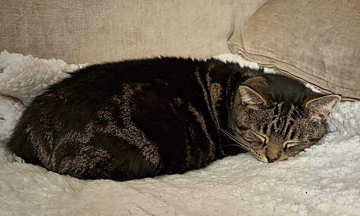 It's a sleepy start to the week furr us in #Derbados. We hope all our pals are staying warm &amp; dry 💤💤😽😽🐾🐾❤️❤️
#Peanut #Betty #CatsOfX #CatsOfTwitter