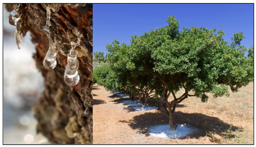 Nick | Gut Health tweet media