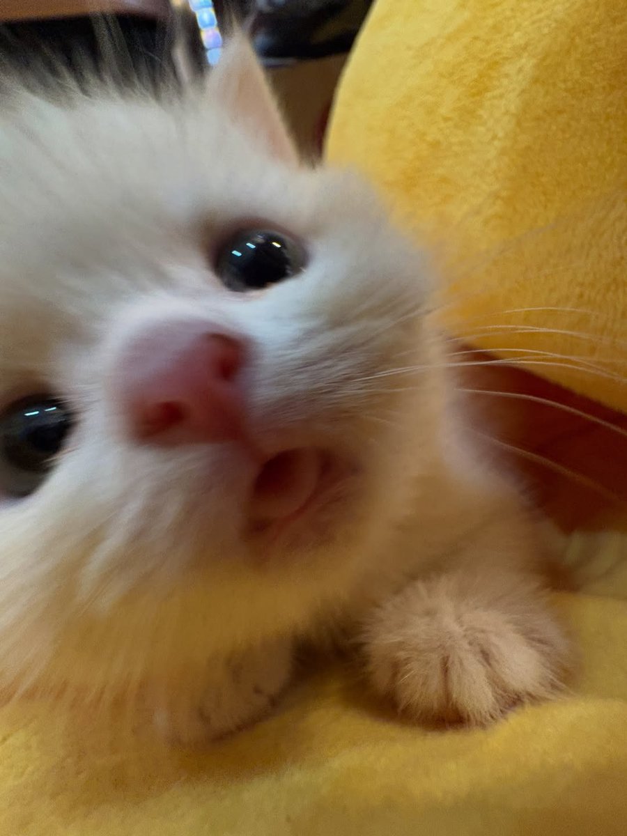 Catsillyness's tweet image. "Do u have games on ur phone?"