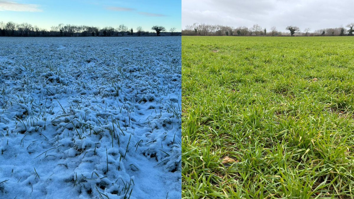 BASFcropUK's tweet image. What a difference a week makes.  ⛅

Temperatures have risen from –2°C last week to 10°C.

Following these milder conditions, our agronomists in Norfolk have spotted some early septoria and brown rust in Vibe. 

How are your crops looking? 🌾

#Cropprotection #Fromthefield