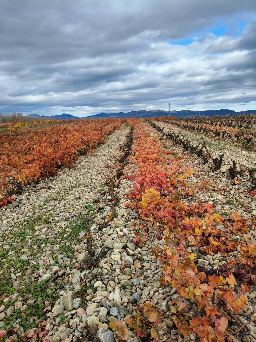 BodegasTaron tweet media