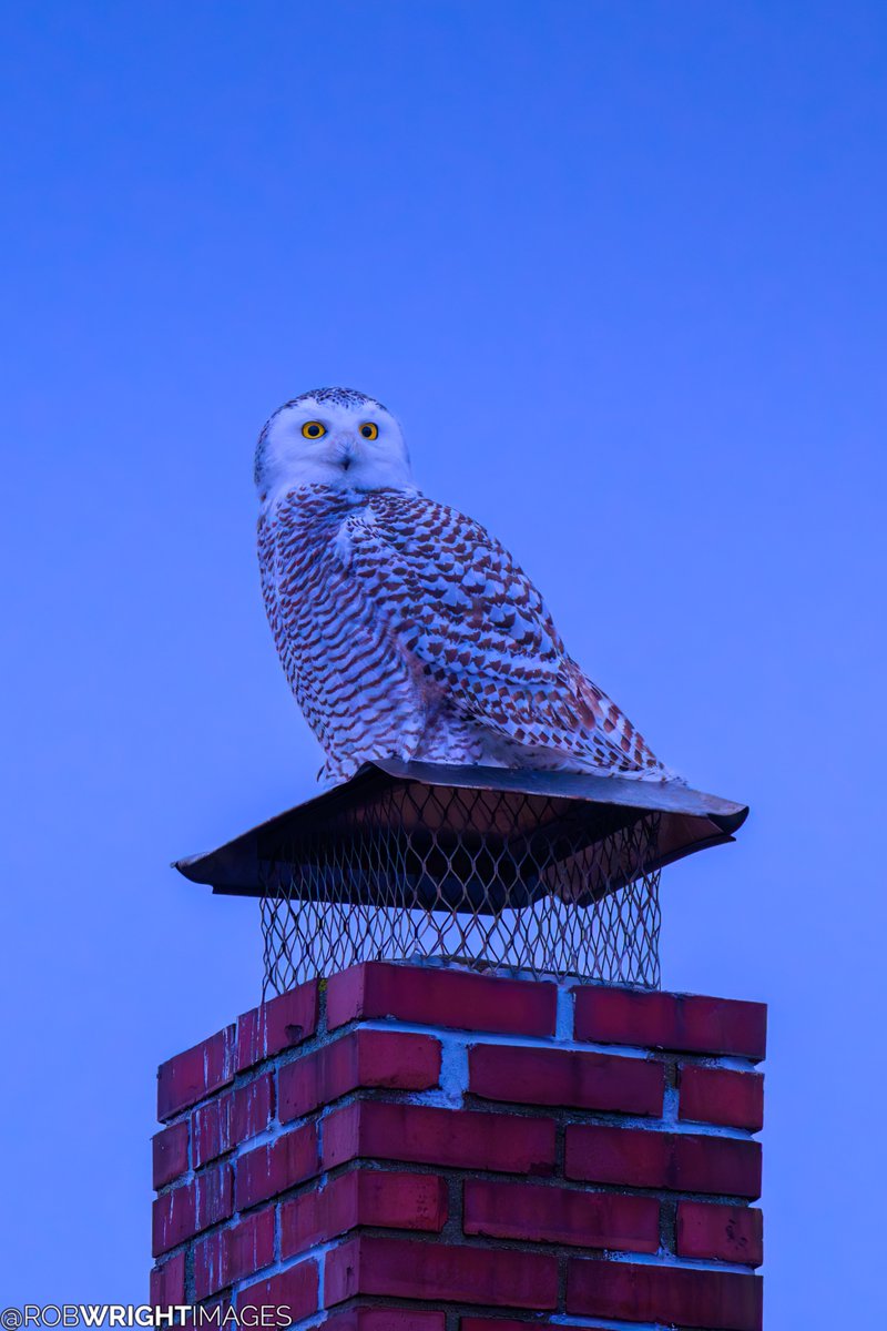 "Blue Owl."

Female snowy owl on a chimney during a cloudy blue hour (20 minutes after sunset). Just look at those eyes...
--
January 11, 2025
New England Coast
(no specific locations given for wildlife)
