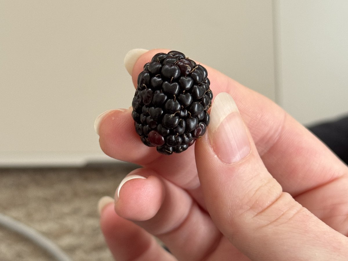 zoeloveshouses's tweet image. i love when the little blackberry segments look like hearts