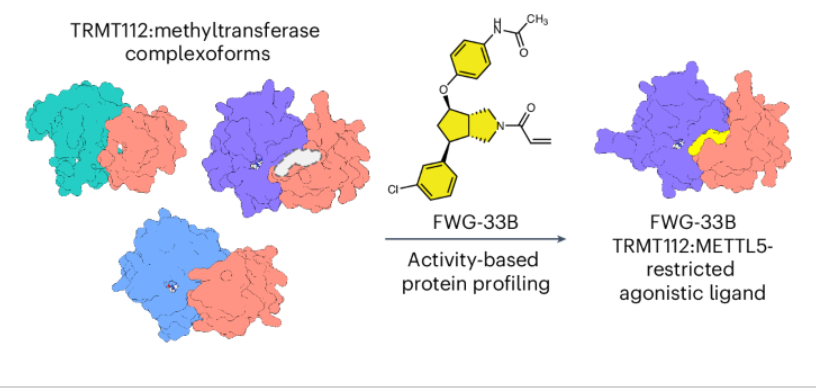 nchembio's tweet photo. Activity-based protein profiling identifies covalent small molecules that potentiate the activity of the METTL5:TRMT112 complex through binding to a complexoform-restricted allosteric pocket absent in other TRMT112:methyltransferase complexes

https://t.co/h2xkvN1O1R https://t.co/XLFjudCFKO