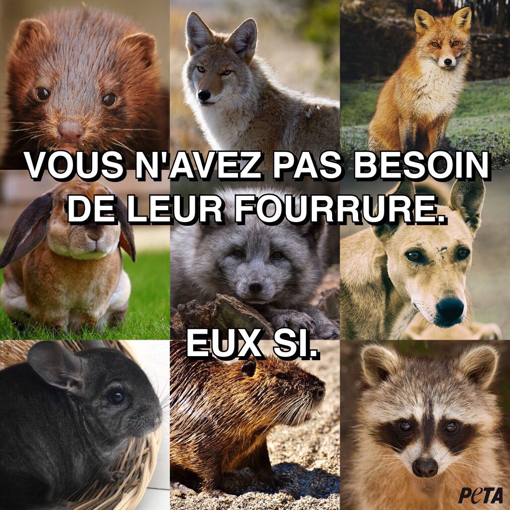 PETA_France's tweet image. 🦊 Personne n'a besoin de porter de #fourrure, sauf les millions d'animaux innocents qui sont tués au nom d'une capuche. 

Partagez si vous êtes d'accord.