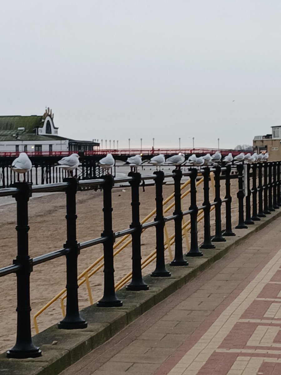 Sometimes all the gulls line up at the right time 🤣 #Cleethorpes #seagulls #januarygreetings