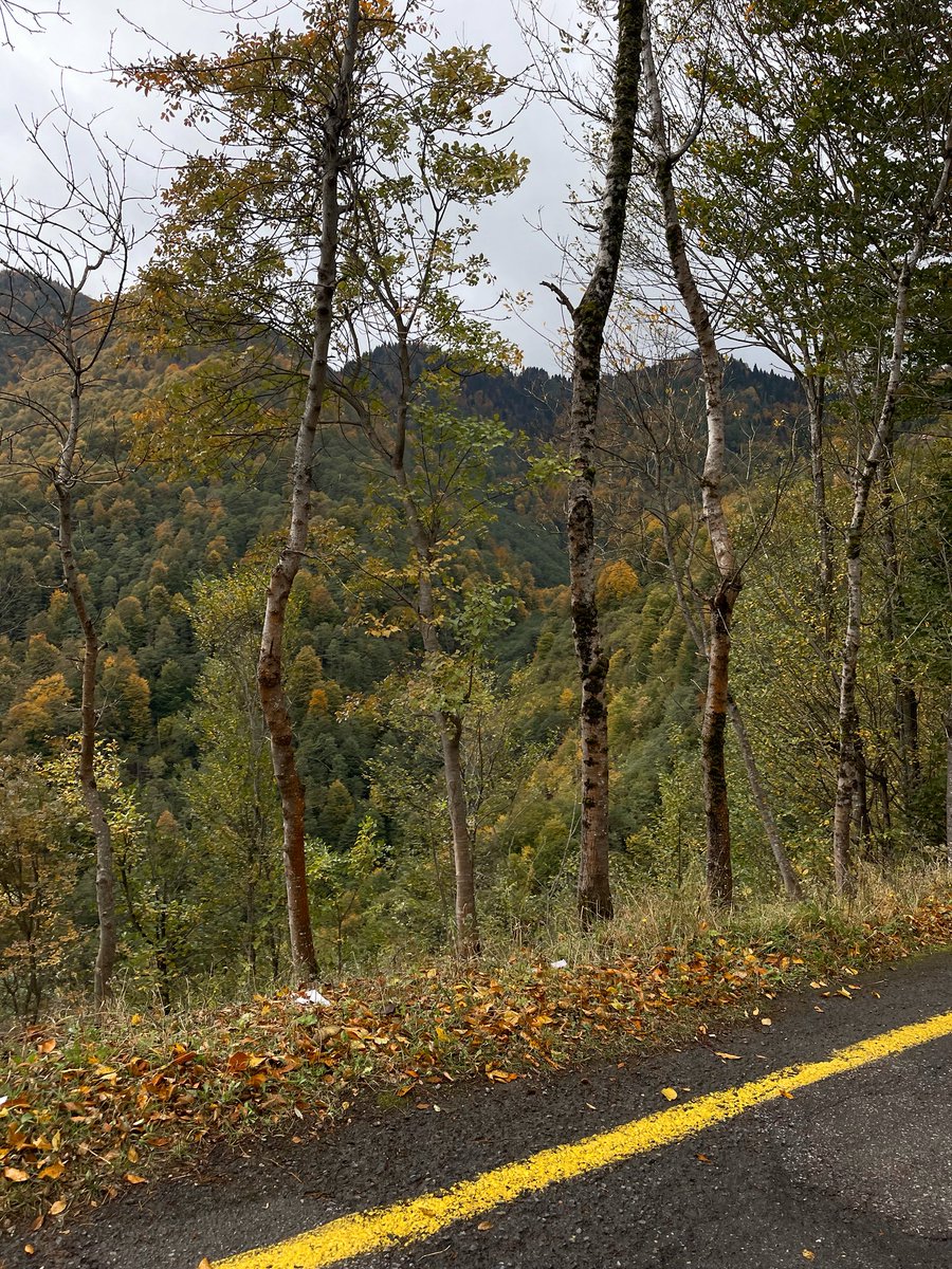 meshari.m tweet media