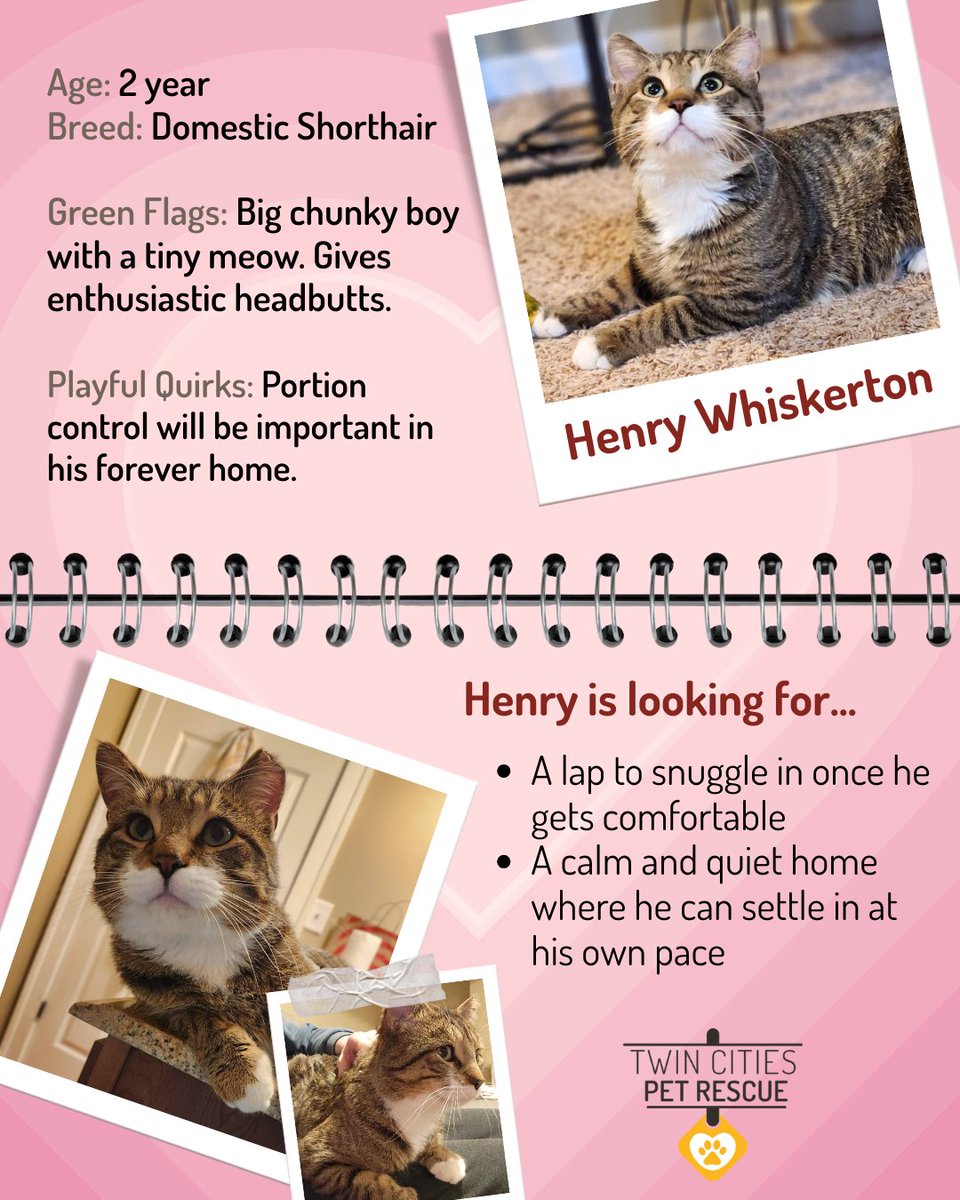 tcpetrescue's tweet photo. On Matchmaker Monday today, a kitty as handsome as his name!
 Henry Whiskerton is a two year old tabby looking for a calm and quiet home. 

Falling in love with those whiskers? Visit our website: https://t.co/frbpWa5q5z https://t.co/n23OOnPvQz