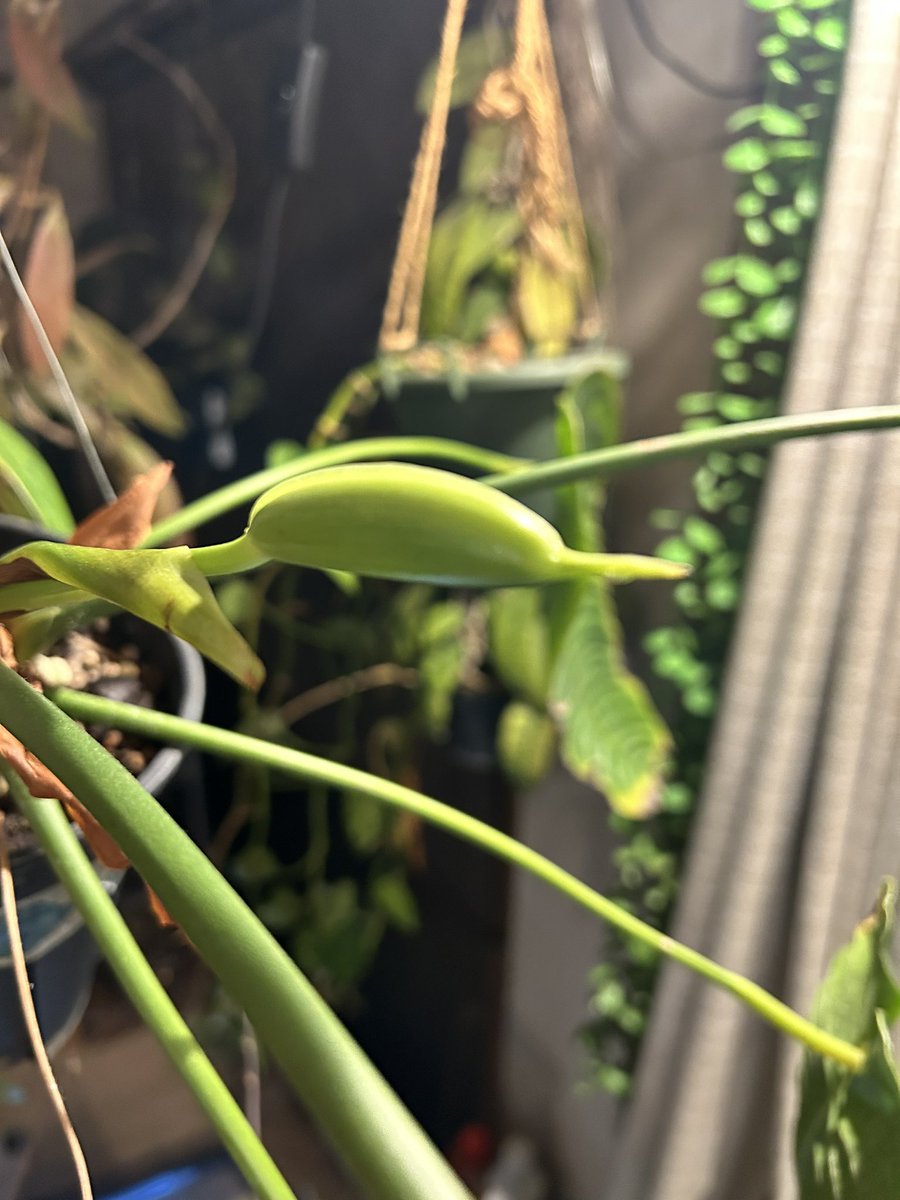 ベイチこのサイズで咲くんか