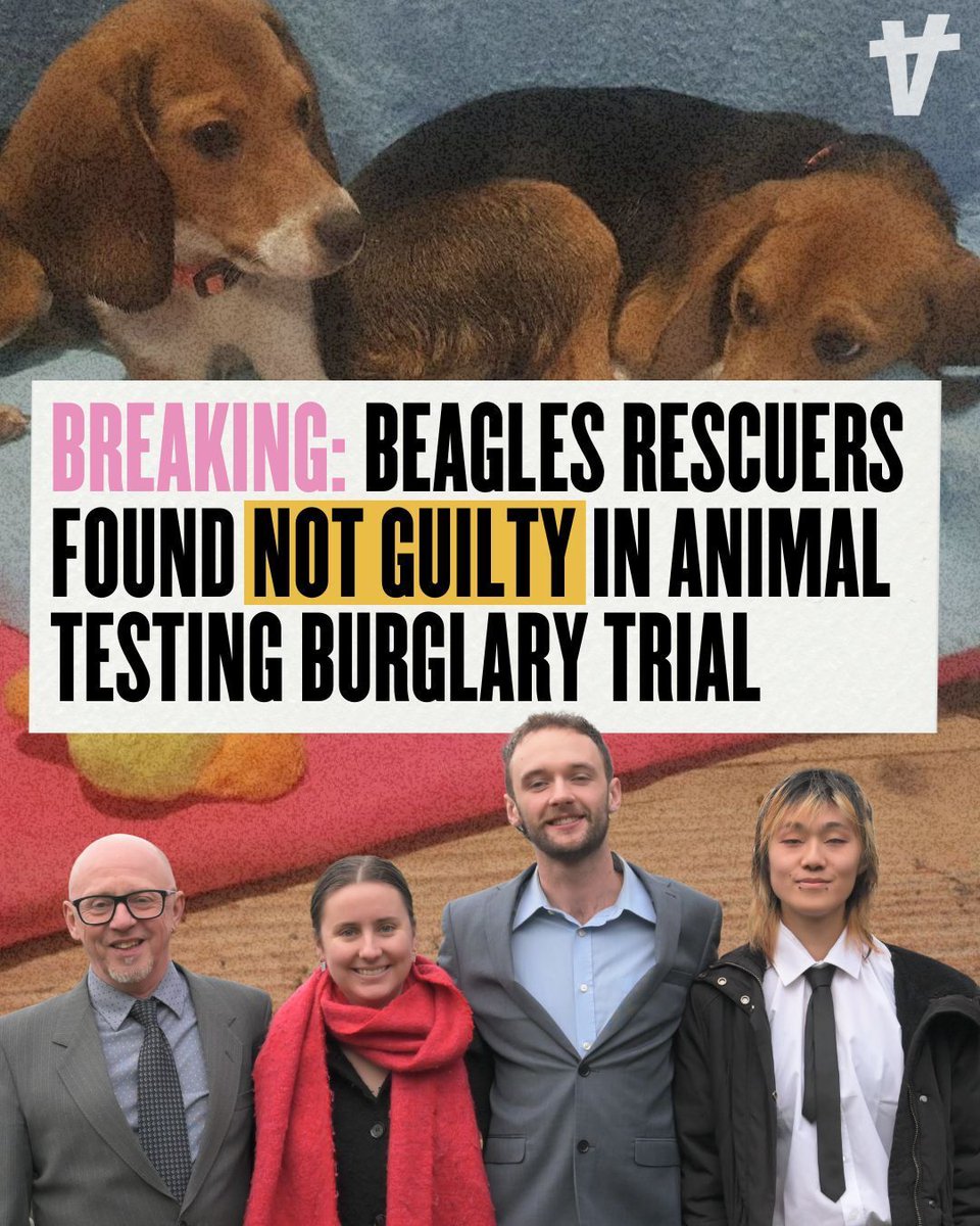 ‼️ NOT GUILTY ‼️
Jury says: Rescuing Beagles is not a crime!

Four Animal Rising defendants have been found not guilty of burglary for rescuing beagle puppies from MBR Acres - and from a lifetime of suffering in a laboratory.

In just over an hour, the jury made it clear: