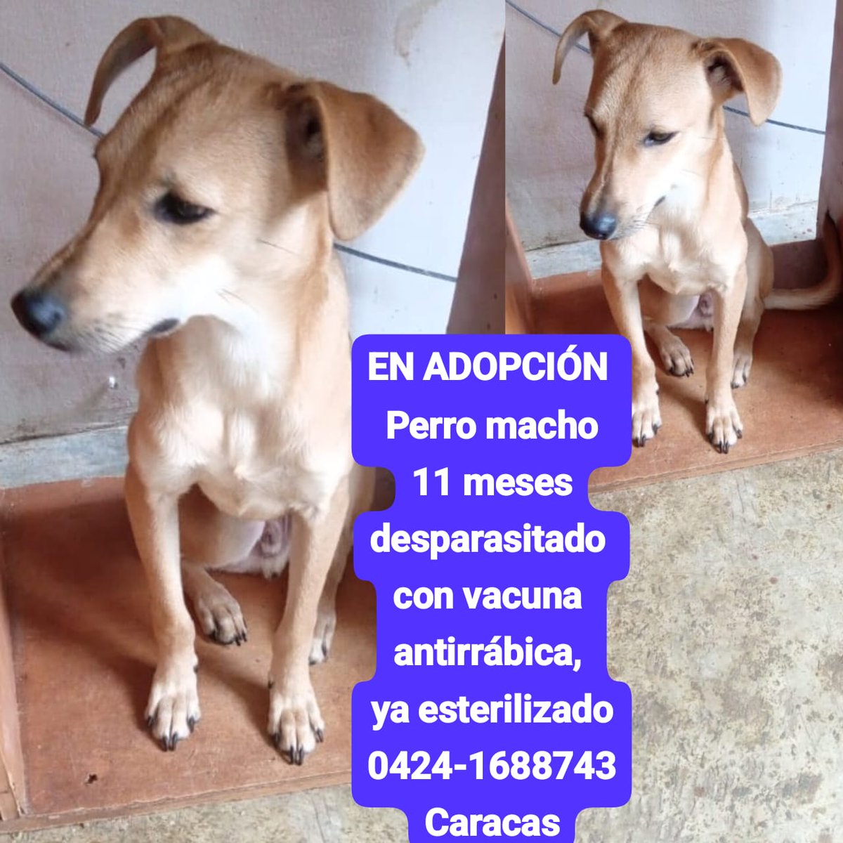 Difundo. En adopción Perrito de 11 meses, desparasitado, con vacuna antirrábica y está esterilizado.
Contacto 0424-1688743
Caracas - Baruta