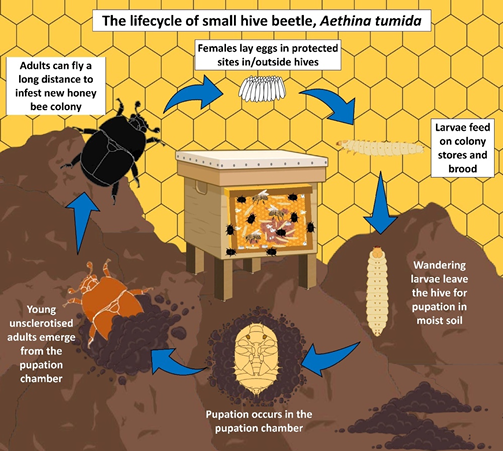 VitaBeeHealth's tweet photo. A new and short paper from #Australia outlines the small hive beetle's #SHB lifecycle and the threat it poses to #honeybees.
https://t.co/JRWjmNoPko https://t.co/UC8u6fZJEV