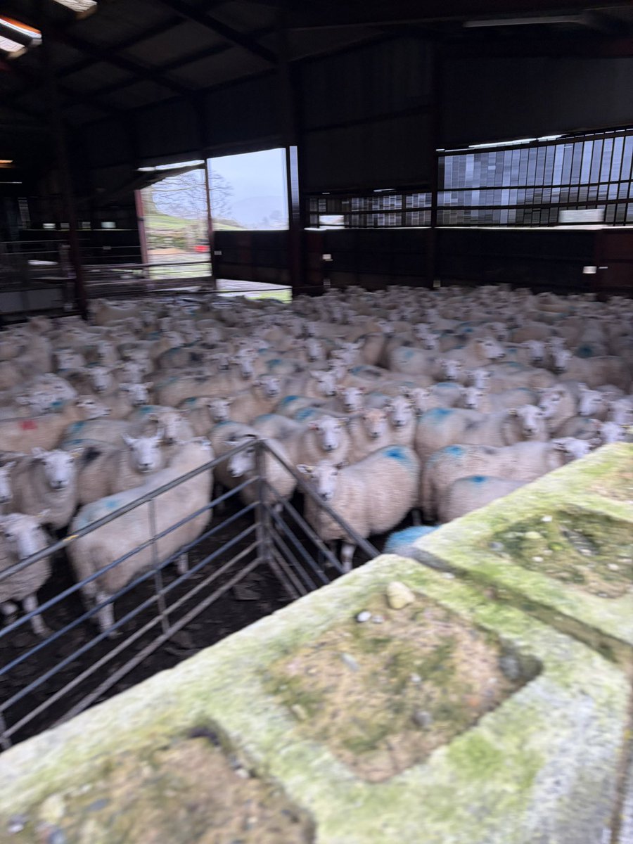 Next lot in for scanning