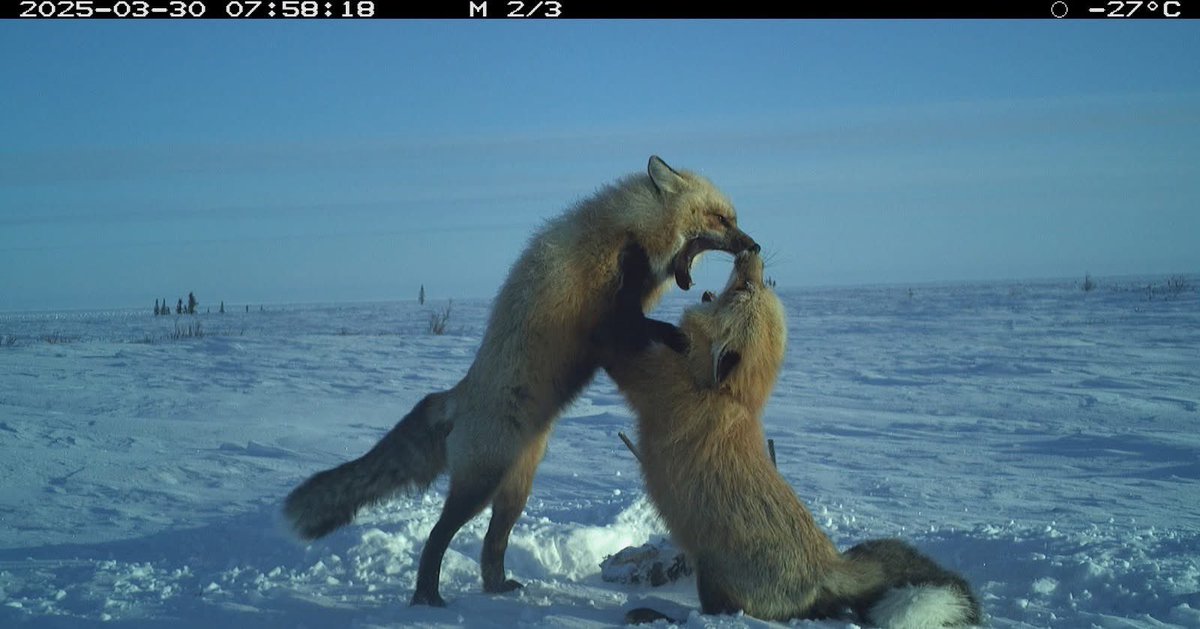 Trail_Cams's tweet image. 