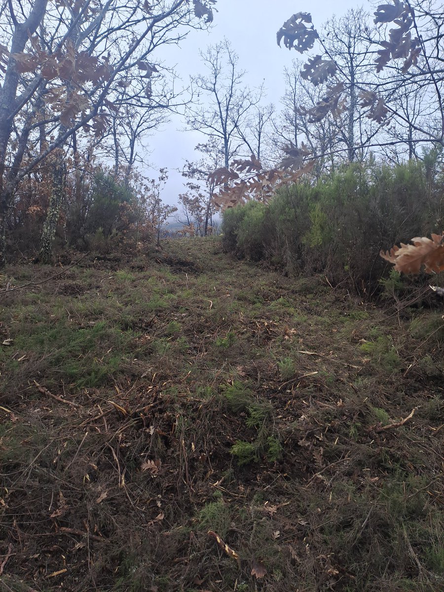 SOS wildfire tweet media