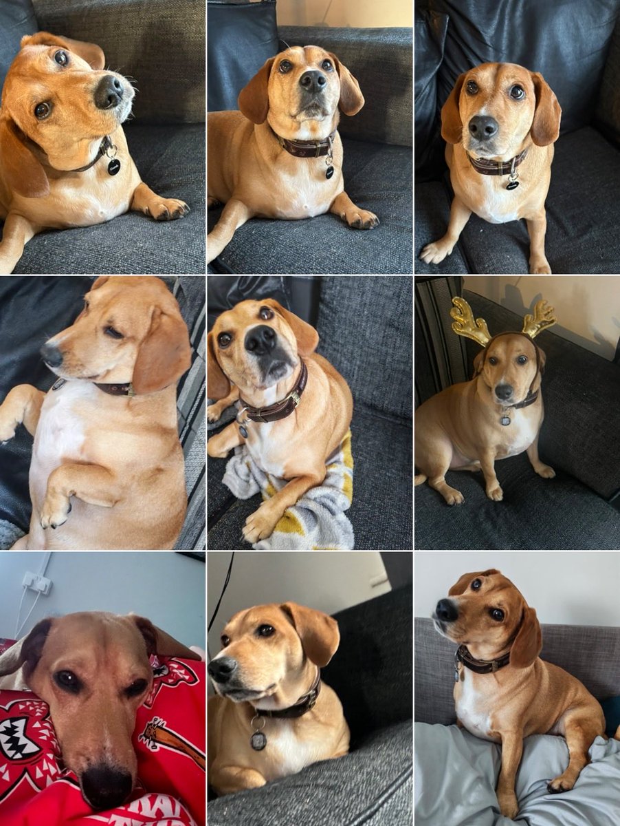 happy 4th birthday to my dog Rory love you lots ❤️