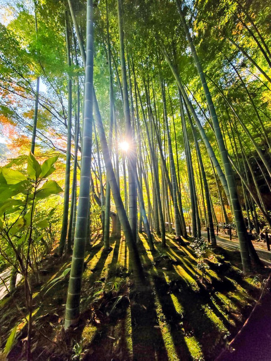 El verano en Japón tiene una luz distinta. 🎋☀️ Perderse en un bosque de bambú y sentir esa brisa es, simplemente, maravilloso. Una parada obligatoria si planeas tu viaje para esta temporada. 🇯🇵✨
#Japón #SummerInJapan #NaturePhotography #Viajes