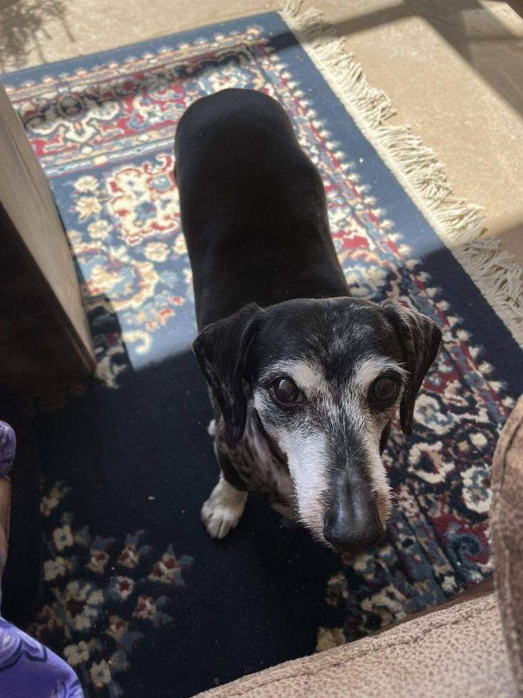 Dachshund Lovers Club tweet media