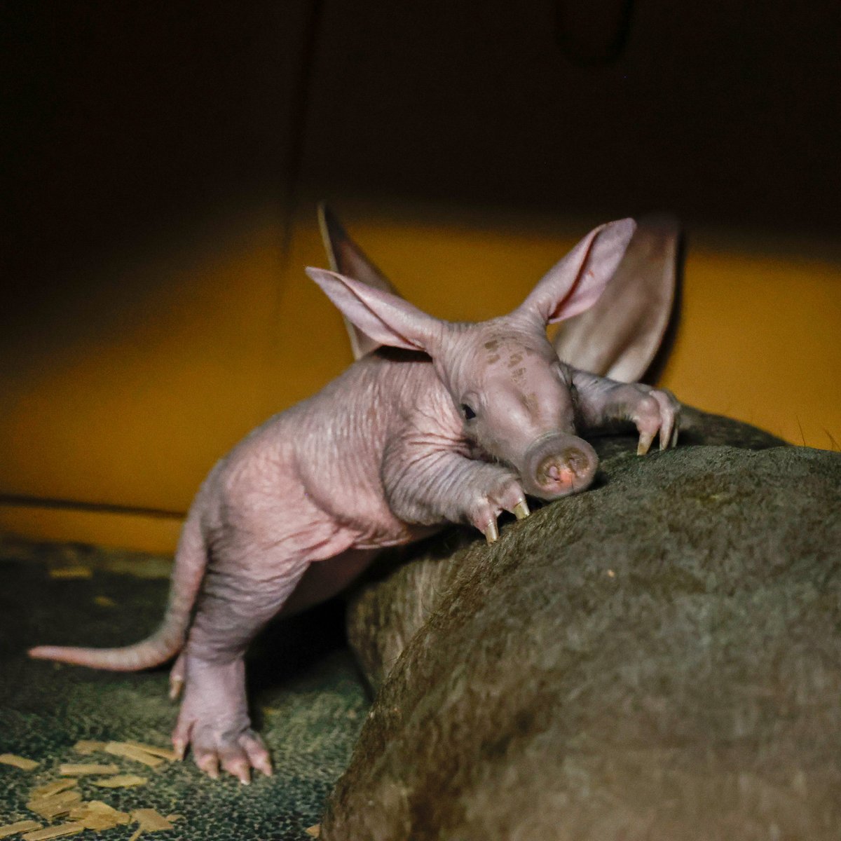 We kicked off 2026 with a very special arrival! 💛

Nashville Zoo welcomed its first-ever aardvark calf at 6:06 am on New Year’s Day. Born to first-time mom Karanga and dad Winsol, this New Year’s baby weighs about four pounds and is roughly the size of a rolling pin.