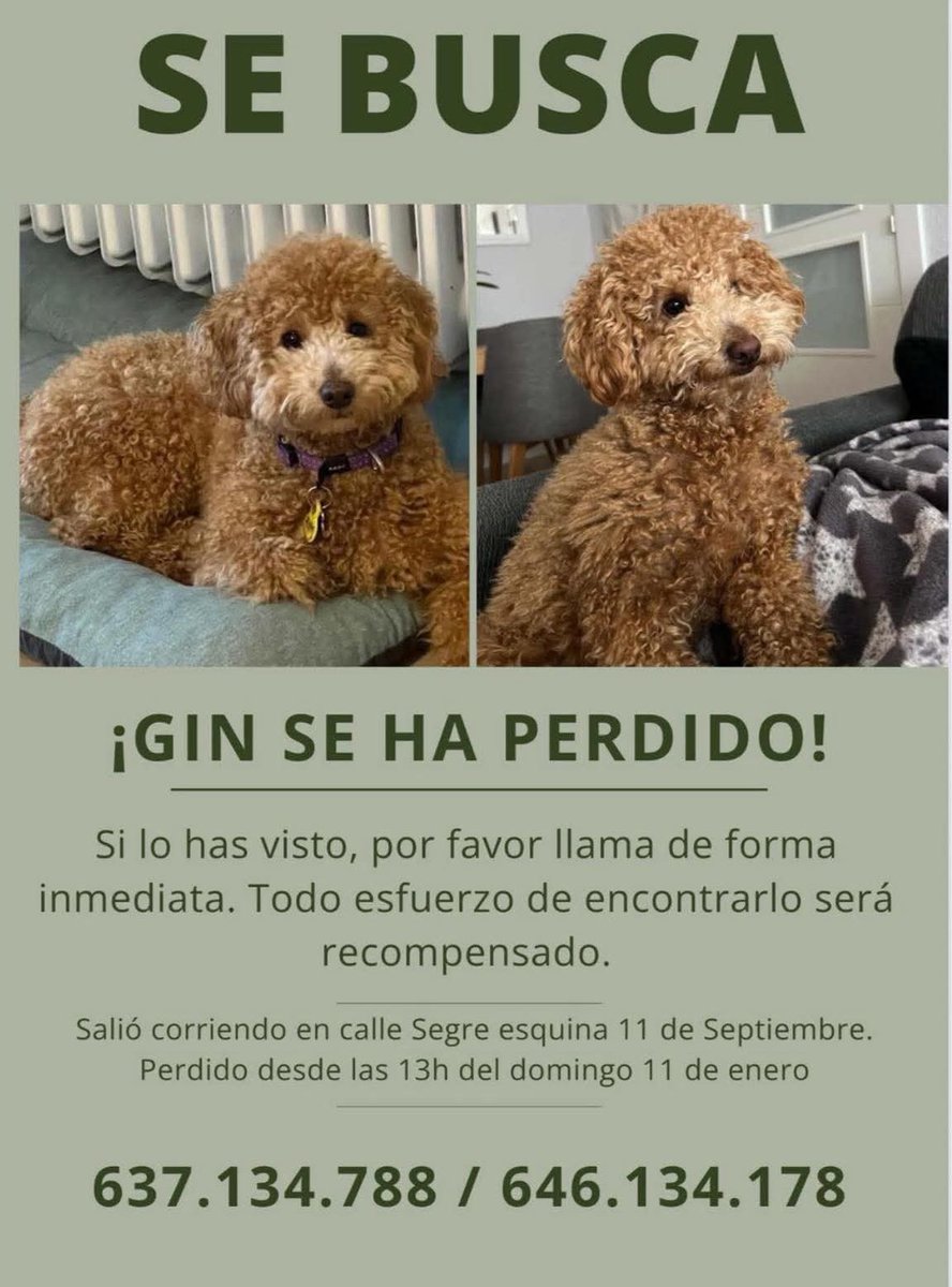 🆘🆘¡¡ATENCIÓN!!🆘🆘
GIN se ha perdido en el barri de #SantAndreu #Barcelona
Salió corriendo en calle Segre esquina calle 11 de setembre .
Si lo veis contactar con los teléfonos del post ⬇️
Máxima difusión
📣📣📣
#XarxaBarcelonaPerduts #FemXarxa