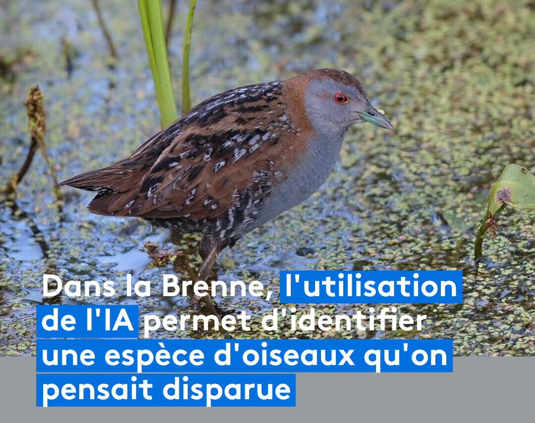 ici_berry's tweet image. 🐦🪹🪶 En Brenne l'utilisation d'une intelligence artificielle permet d'identifier le chant d'une espèce d'oiseaux qu'on pensait disparue.  À Ecouter 👇