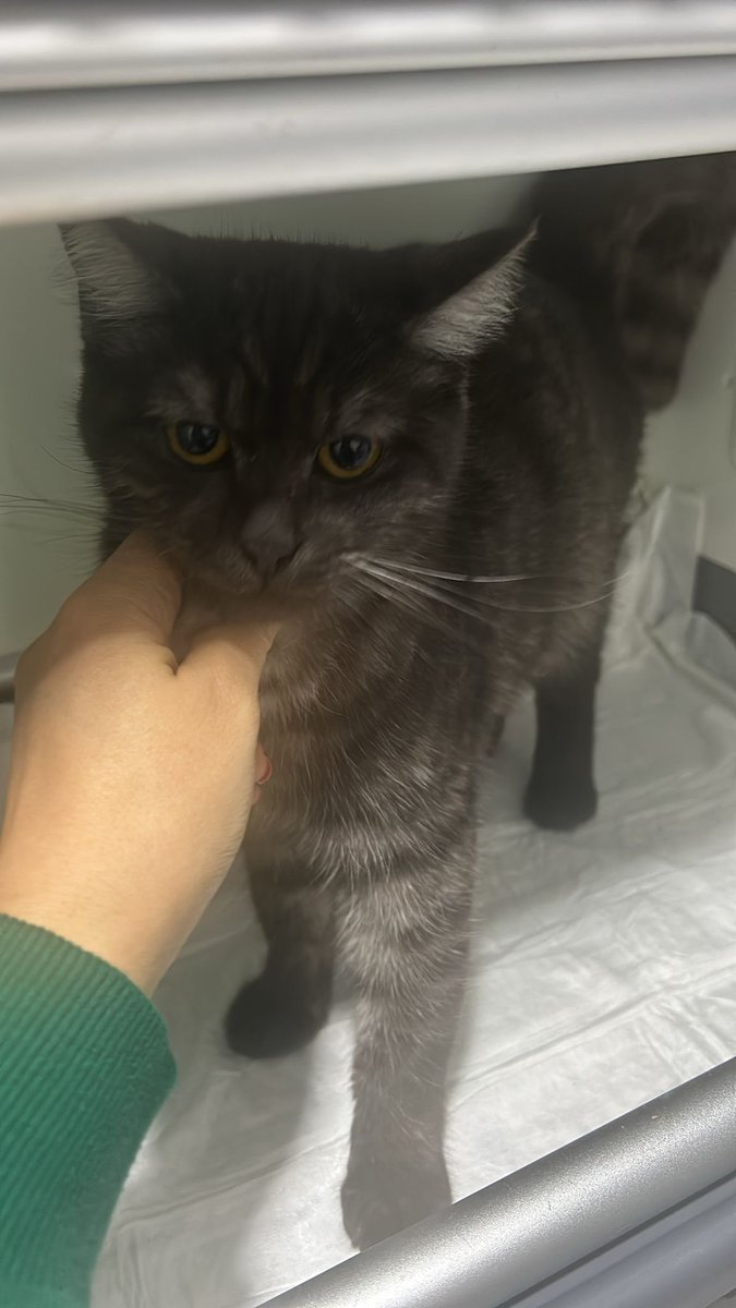 Bu kızı Şilede ıssız bi yere atmışlar. Korumaya alındı şu an klinikte. Tahmini 3 yaşında. Kısır olup olmadığı bilinmiyor, eğer değilse kesinlikle kısırlaştırma ve çipletme şartı ile yuvalandırılacak. İSTANBUL