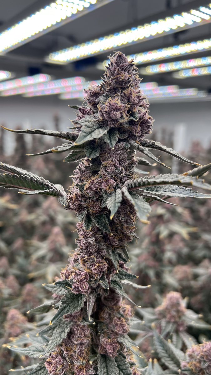 Local Premium Cannabis tweet media