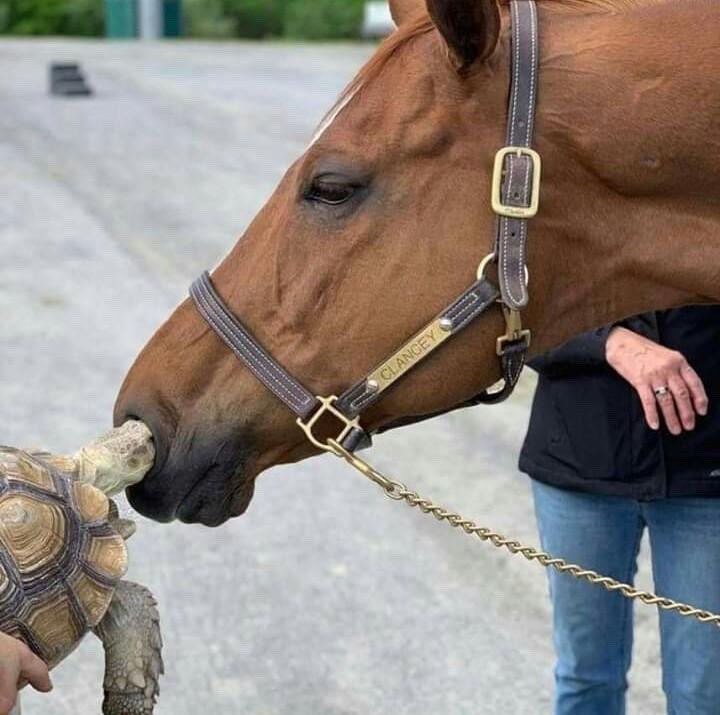 horseimage's tweet image. horse letting tortoise enter its nostril