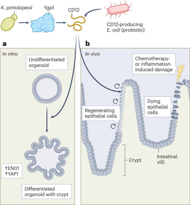 Nature Microbiology tweet media