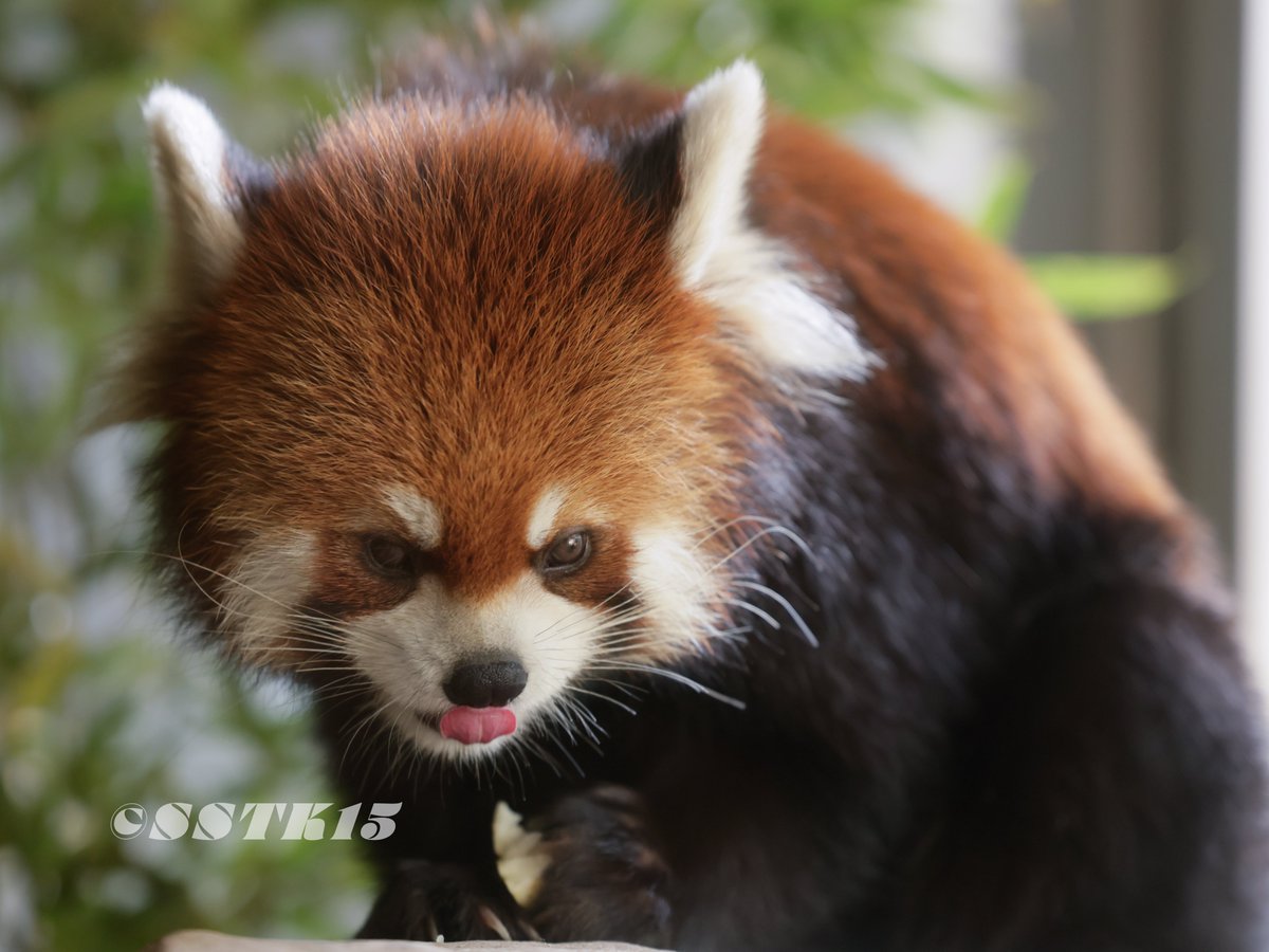 #TonguesOutTuesday
#ズーラシア
#レッサーパンダ
#ヒナギク
#よこはまのレッサーパンダ