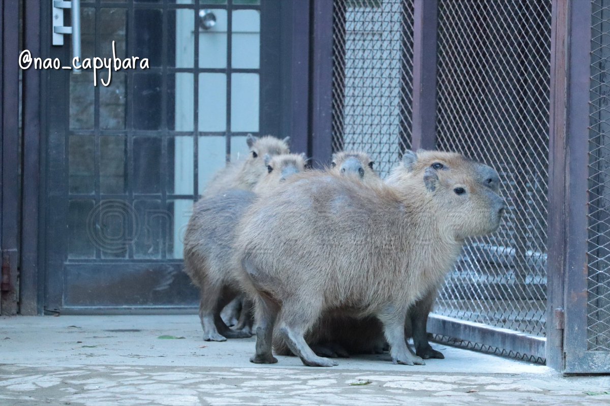 けろけろ (@capyanimal) / Posts / X