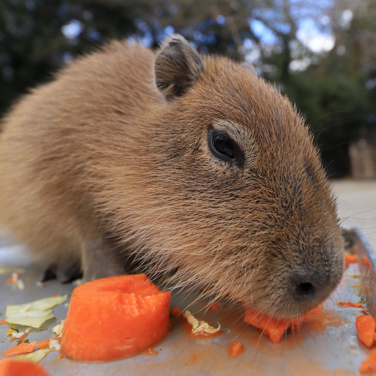 カピバラページ Amazon.co.jp: 新装版 カピバラさん : TRYWORKS: 本