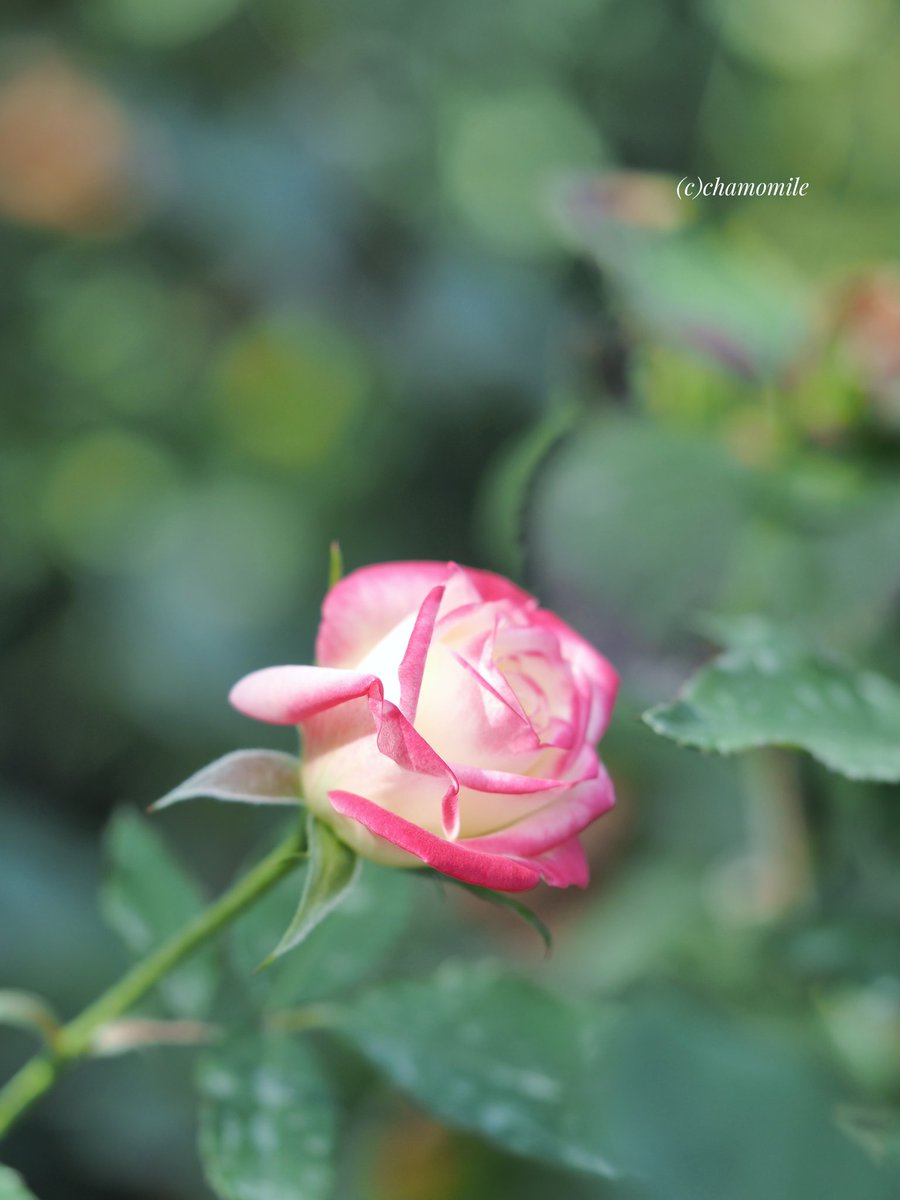 🐰𝚁𝚒𝚗𝚛𝚒𝚗…📸♥️𓂃ꕤ︎︎·͜· (@7725rirarin) / Posts / X