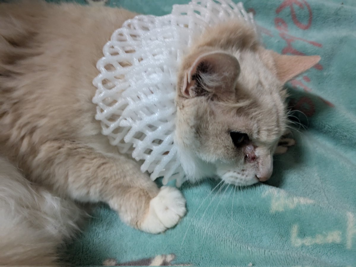 Hello318529's tweet image. 王室育ちのソフィアンヌ-ドヌーブwww