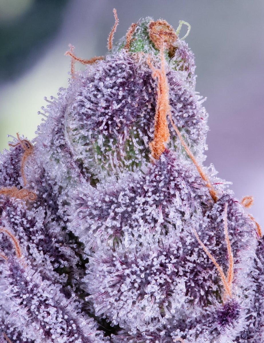 YEET keeps on stacking awards. 🏆 Best Sativa via <a href="/LunaLeafNM/">Luna Leaf</a>. YEET is from an early Collab with Watson Supply Co. (Ya Hemi x Cold Heat)