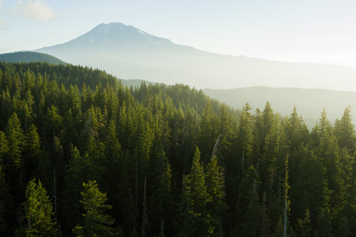 Forests Plus tweet media