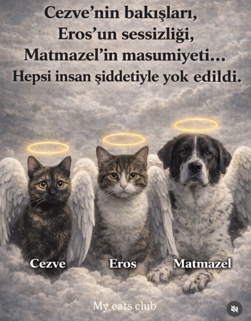 Cezve'nin bakışları,
Eros'un sessizliği,
Matmazel'in masumiyeti...
Hepsi “İNSAN” şiddetiyle yok edildi.
#MatmazelİçinAdalet 
#SokakHayvanlarıSahipsizDeğil 
Çekin o pis ellerinizi masumlardan!