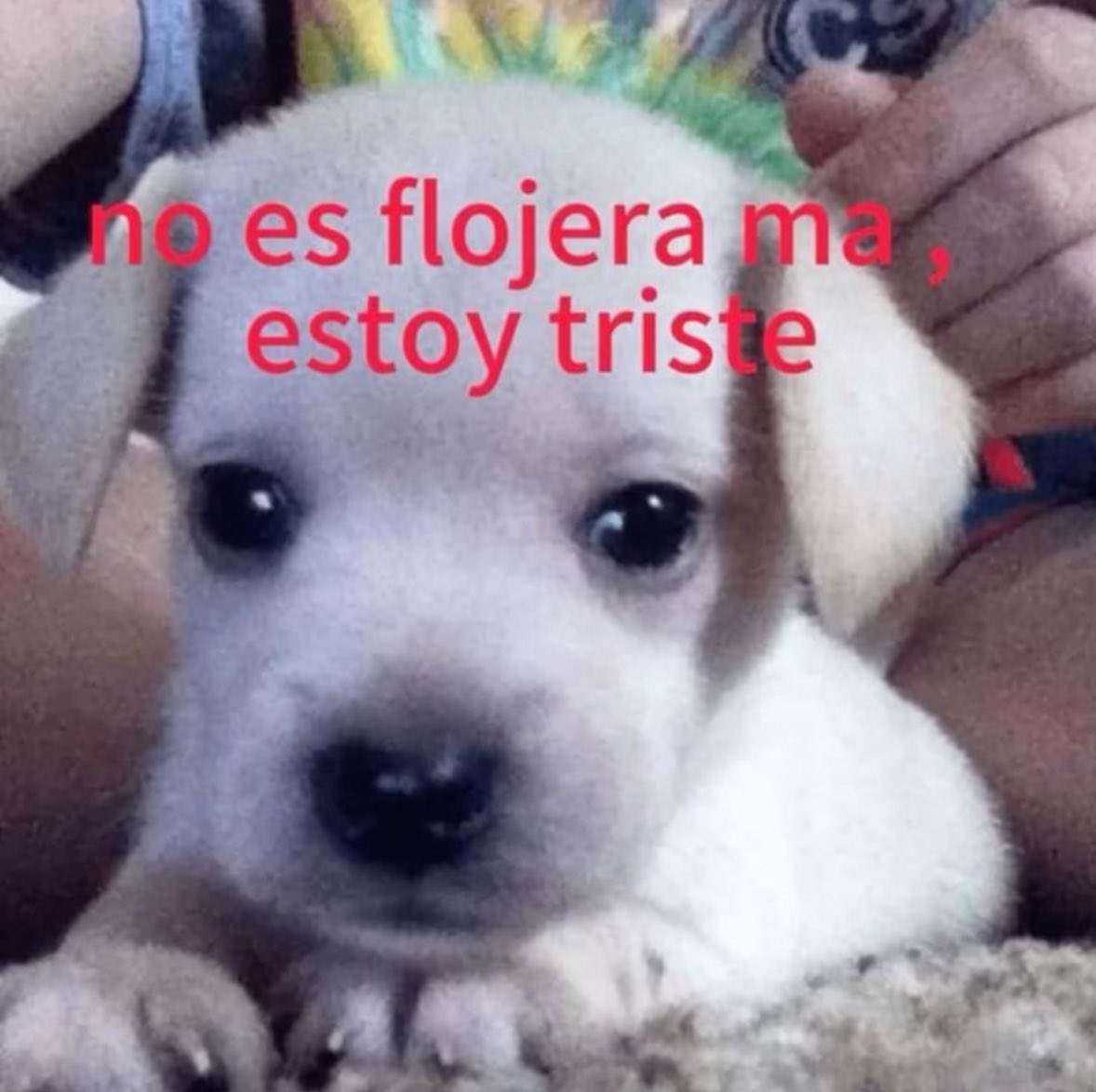 memes feos yo qué sé (@memefeos) on Twitter photo 