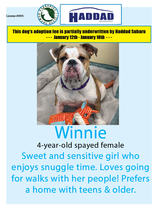 Winnie is this week's <a href="/HaddadSubaru/">Haddad Subaru</a> #dogoftheweek - If you adopt Winnie by January 18th, a portion of her adoption fee will be underwritten by Subaru! berkshirehumane.org/adopt/dogs/
#adoptadog #subarulovespets