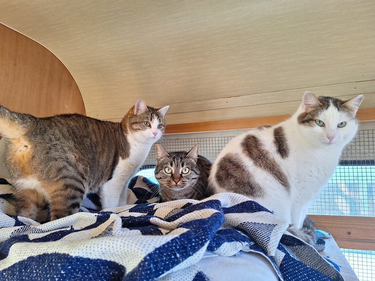 Gattile di Cuneo,Nocciola, Pigna e Mandorla vivono con noi da 3 anni,il motivo ?Da piccole erano tremende,intoccabili...ma ora sono 3 dolcini che ricercano attenzioni in ogni modo! Sono
legatissime,sono 3 sorelle. 
Sarà difficilema noi ci proviamo!

X info 3491445712