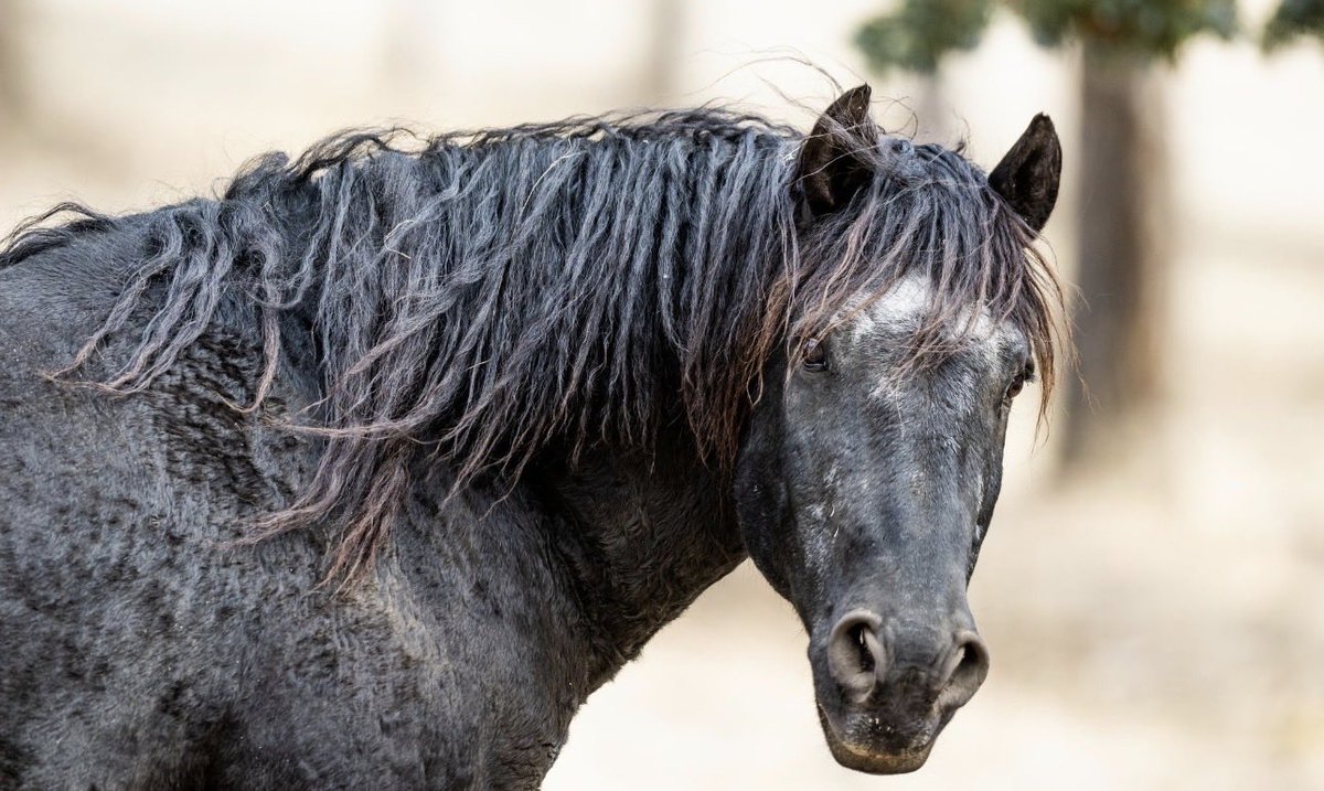 skydogsanctuary's tweet image. Goliath was a mighty band #stallion in #SaltWellsCreek, WY. After 26 years wild &amp;amp; free on the range, he was rounded up by the BLM and lost everything. We saved and reunited him with his #mare, Red Lady, who was pregnant with their last foal together,Bodhi: bit.ly/3Zf2K0l