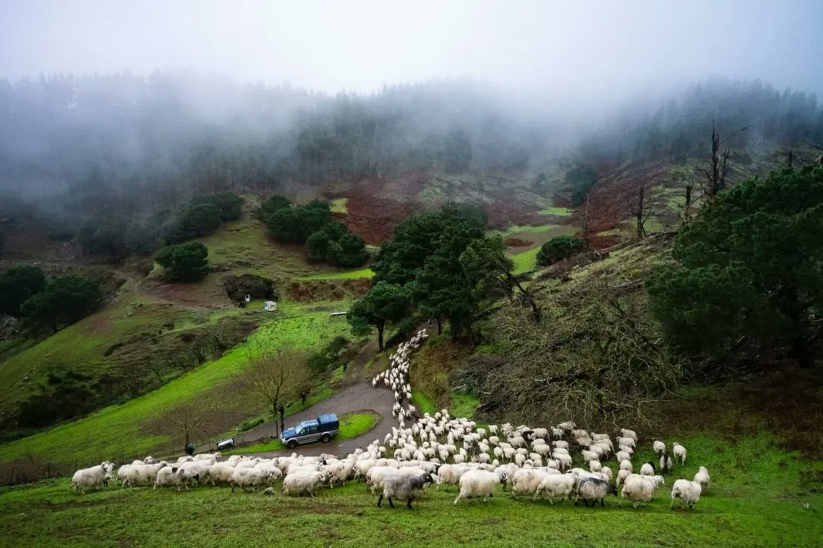 Ver estas imágenes, sabiendo que la trashumancia 🐑 🐑 sigue viva... pues que quieren que les diga... yo para el próximo verano  🔥 estoy un poquito más tranquilo.